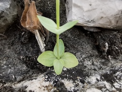 Blackstonia perfoliata
