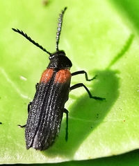 Omethidae