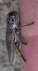 Lampetis quadriareolata