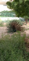 Pavo cristatus