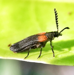 Omethidae