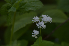 Thalictrum filamentosum
