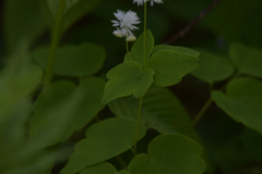 Thalictrum filamentosum