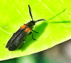 Omethidae