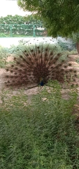 Pavo cristatus