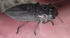 Lampetis quadriareolata