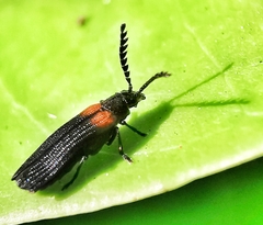 Omethidae
