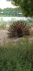 Pavo cristatus