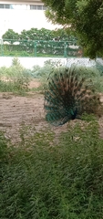 Pavo cristatus