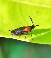 Omethidae
