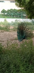 Pavo cristatus