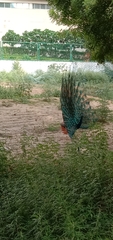 Pavo cristatus