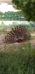 Pavo cristatus
