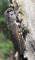 Lampetis quadriareolata