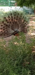 Pavo cristatus