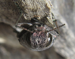 Lampetis quadriareolata