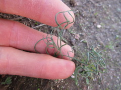 Gethyllis spiralis