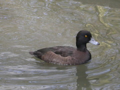 Aythya fuligula