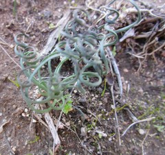 Gethyllis spiralis