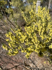 Acacia flexifolia