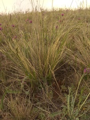 Helictotrichon desertorum