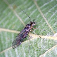 Mesopsocus immunis