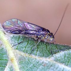 Mesopsocus immunis