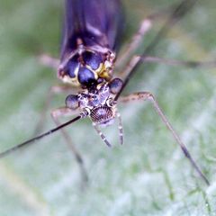 Mesopsocus immunis