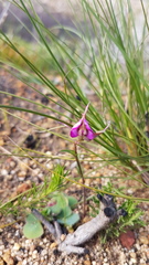 Disperis capensis capensis