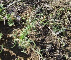 Gethyllis spiralis