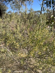 Acacia flexifolia