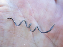 Gethyllis spiralis