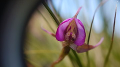 Disperis capensis capensis