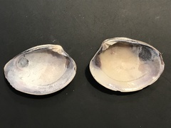 Katelysia rhytiphora