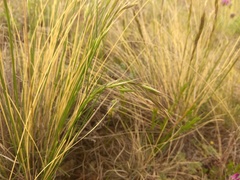 Helictotrichon desertorum