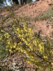 Acacia flexifolia