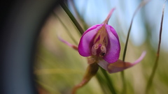 Disperis capensis capensis