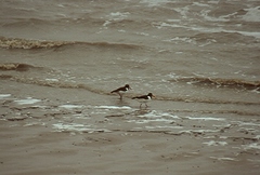 Haematopus ostralegus
