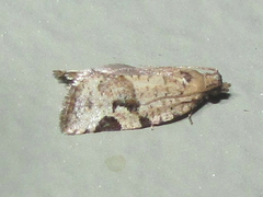 Argyrotaenia