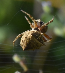 Acanthepeira