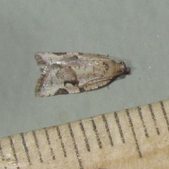 Argyrotaenia