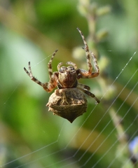 Acanthepeira