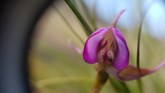 Disperis capensis capensis