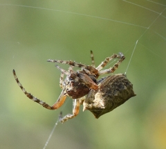 Acanthepeira