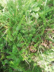Erica carnea