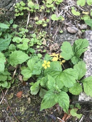 Geum urbanum