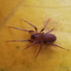 Araneae