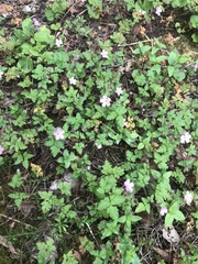 Geranium robertianum