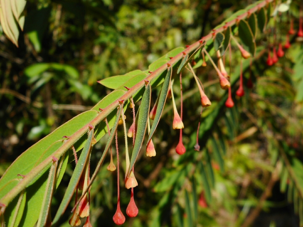 Phyllanthus myrtifolius, Sơn Hòa, VN-PY, VN