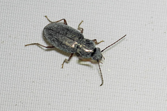 Pogonus
